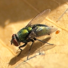 Calliphoridae (family) (Unidentified blowfly) at Girards Hill, NSW - 30 Jul 2024 by Hejor1