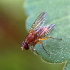 Dichetophora sp. (genus) at Girards Hill, NSW - 30 Jul 2024 by Hejor1