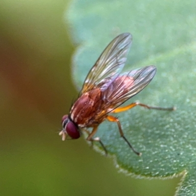 Dichetophora sp. (genus) at Girards Hill, NSW - 30 Jul 2024 by Hejor1