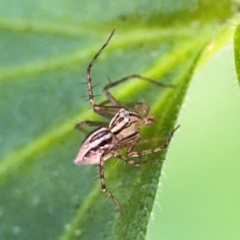 Oxyopes sp. (genus) (Lynx spider) at Girards Hill, NSW - 30 Jul 2024 by Hejor1