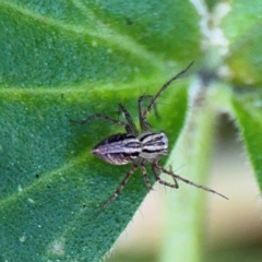 Oxyopes sp. (genus) at Girards Hill, NSW - 30 Jul 2024