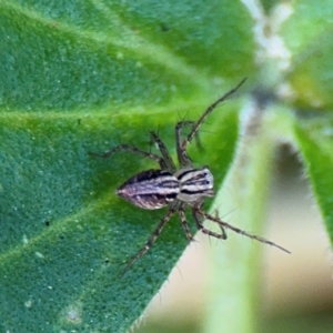 Oxyopes sp. (genus) at Girards Hill, NSW - 30 Jul 2024 03:11 PM