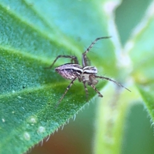 Oxyopes sp. (genus) at Girards Hill, NSW - 30 Jul 2024 03:11 PM