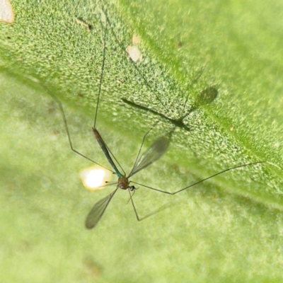 Tipuloidea sp. (superfamily) at Girards Hill, NSW - 30 Jul 2024 by Hejor1