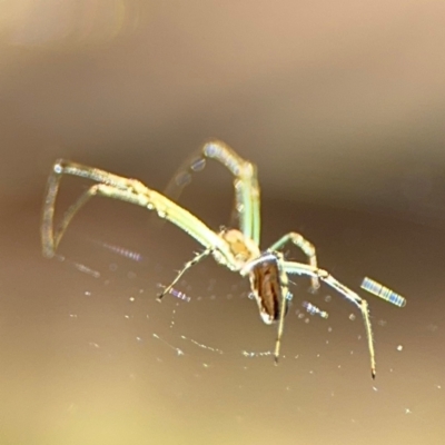 Leucauge dromedaria (Silver dromedary spider) at Girards Hill, NSW - 30 Jul 2024 by Hejor1