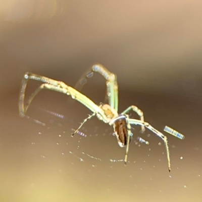 Leucauge dromedaria at Girards Hill, NSW - 30 Jul 2024 by Hejor1