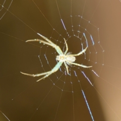 Leucauge dromedaria at Girards Hill, NSW - 30 Jul 2024 03:10 PM
