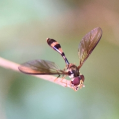 Asiobaccha notofasciata (A wasp-like hover fly) at Girards Hill, NSW - 30 Jul 2024 by Hejor1