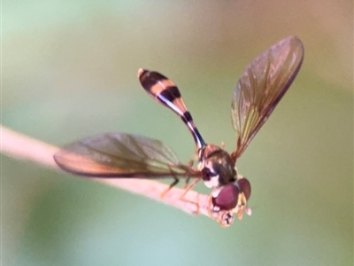 Asiobaccha notofasciata (A wasp-like hover fly) at Girards Hill, NSW - 30 Jul 2024 by Hejor1