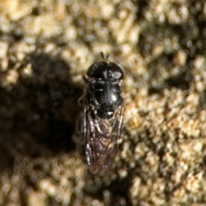 Eumerus sp. (genus) at Girards Hill, NSW - 30 Jul 2024 03:02 PM