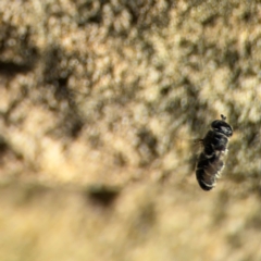 Eumerus sp. (genus) at Girards Hill, NSW - 30 Jul 2024 03:02 PM