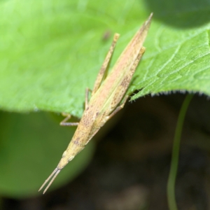 Atractomorpha similis at Girards Hill, NSW - 30 Jul 2024 03:01 PM