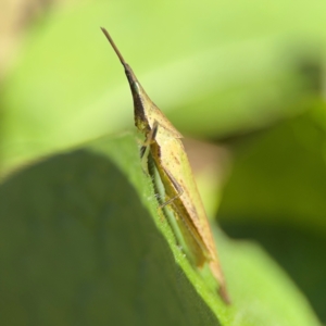 Atractomorpha similis at Girards Hill, NSW - 30 Jul 2024 03:01 PM