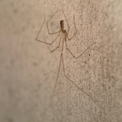 Pholcus phalangioides at Girards Hill, NSW - 30 Jul 2024 02:59 PM