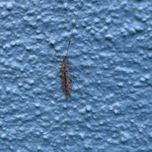 Limoniidae (family) at Coffs Harbour, NSW - 30 Jul 2024 12:22 PM