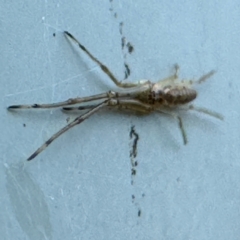 Tetragnatha demissa at Coffs Harbour, NSW - 30 Jul 2024 12:25 PM