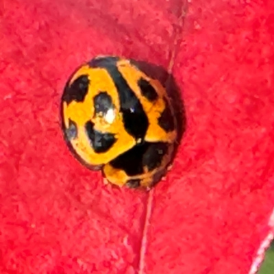 Coelophora inaequalis (Variable Ladybird beetle) at Coffs Harbour, NSW - 30 Jul 2024 by Hejor1