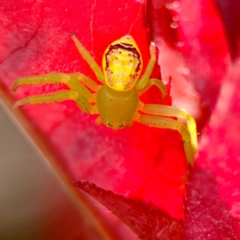 Lehtinelagia evanida (Pink Flower Spider) at Coffs Harbour, NSW - 30 Jul 2024 by Hejor1