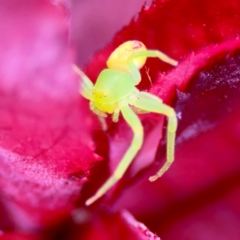 Lehtinelagia evanida at Coffs Harbour, NSW - 30 Jul 2024 12:31 PM