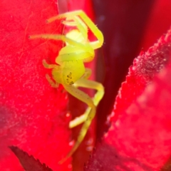 Lehtinelagia evanida at Coffs Harbour, NSW - 30 Jul 2024 12:31 PM