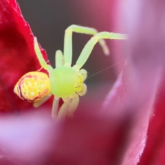 Lehtinelagia evanida at Coffs Harbour, NSW - 30 Jul 2024 12:31 PM