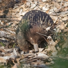 Tachyglossus aculeatus (Short-beaked Echidna) at Denman Prospect, ACT - 30 Jul 2024 by Kenp12