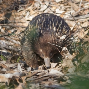 Tachyglossus aculeatus at Denman Prospect, ACT - 30 Jul 2024 12:01 PM