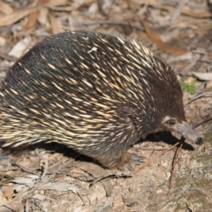 Tachyglossus aculeatus at Denman Prospect, ACT - 30 Jul 2024 12:01 PM