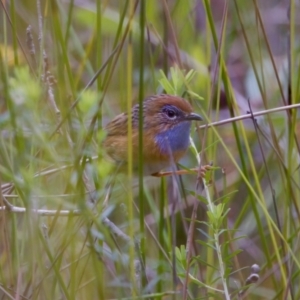 Stipiturus malachurus at Lake Cathie, NSW - suppressed