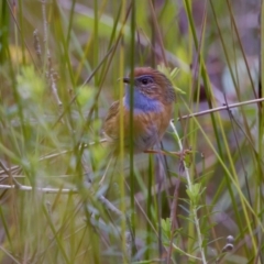 Stipiturus malachurus at Lake Cathie, NSW - 27 Nov 2023