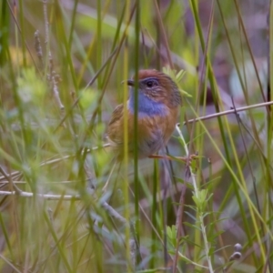 Stipiturus malachurus at Lake Cathie, NSW - suppressed