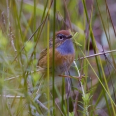 Stipiturus malachurus at Lake Cathie, NSW - suppressed