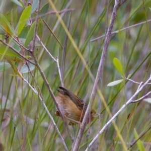 Stipiturus malachurus at Lake Cathie, NSW - suppressed