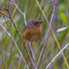 Stipiturus malachurus at Lake Cathie, NSW - suppressed