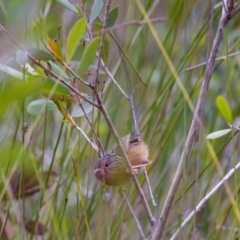 Stipiturus malachurus at Lake Cathie, NSW - suppressed