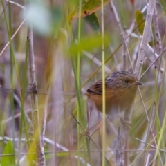 Stipiturus malachurus at Lake Cathie, NSW - 27 Nov 2023