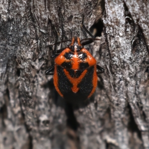 Agonoscelis rutila at Hackett, ACT - 30 Jul 2024