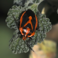 Agonoscelis rutila at Hackett, ACT - 30 Jul 2024