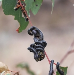 Perginae sp. (subfamily) (Unidentified pergine sawfly) at Richardson, ACT - 16 Jul 2024 by RomanSoroka