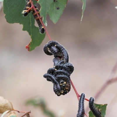 Perginae sp. (subfamily) (Unidentified pergine sawfly) at Richardson, ACT - 16 Jul 2024 by RomanSoroka