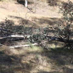 Eucalyptus pauciflora at Hackett, ACT - 30 Jul 2024