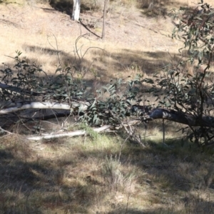 Eucalyptus pauciflora at Hackett, ACT - 30 Jul 2024 01:57 PM