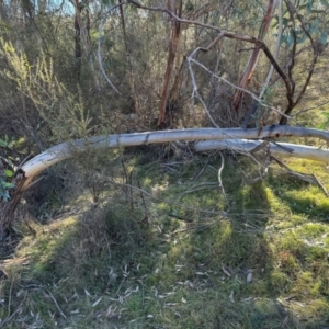 Eucalyptus pauciflora at Hackett, ACT - 30 Jul 2024 01:57 PM