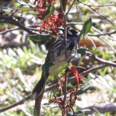 Phylidonyris novaehollandiae (New Holland Honeyeater) at Acton, ACT - 30 Jul 2024 by HappyWanderer