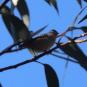 Pardalotus punctatus at Acton, ACT - 30 Jul 2024