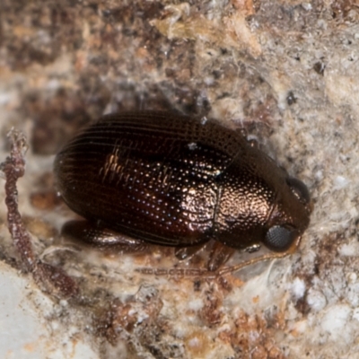 Chaetocnema sp. (a flea beetle) at Melba, ACT - 30 Jul 2024 by kasiaaus