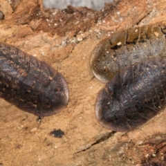 Laxta granicollis (Common bark or trilobite cockroach) at Melba, ACT - 30 Jul 2024 by kasiaaus