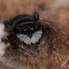 Apricia jovialis (Jovial jumping spider) at Melba, ACT - 30 Jul 2024 by kasiaaus