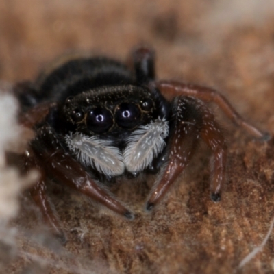 Apricia jovialis (Jovial jumping spider) at Melba, ACT - 30 Jul 2024 by kasiaaus