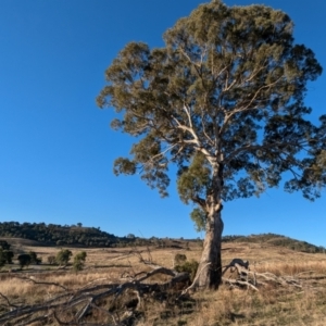 Eucalyptus melliodora at Kambah, ACT - 30 Jul 2024